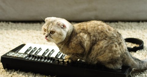 I love music. Full length view of the cute grey cat sitting at the electronic piano and posing at the modern flat. Pets and music concept