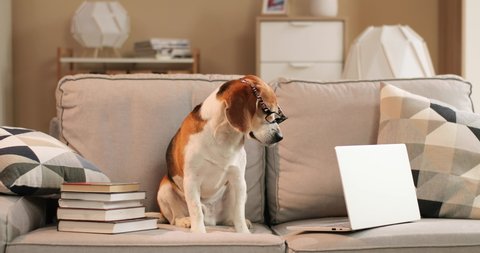 Adorable dog in glasses working with computer wearing nerd glasses. Freelancer work from home during quarantine concept. Stay at home