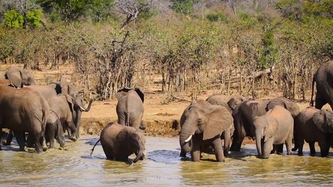 African bush elephant goup bathing in waterhole in Kruger National park, South Africa ; Specie Loxodonta africana family of Elephantidae