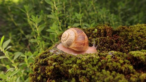 Snail crawling on moss in the garden. Note: snails secrete mucus material that helps it glide. These mucus substances help the skin to renew collagen.
insects, insect.
bugs, bug.
wildlife, wild nature