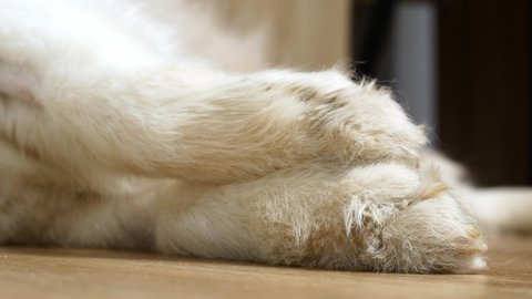 A puppy of a white Samoyed dog on its side slowly falls asleep. The Samoyed dog, sleeping on its side, opens its eyes and falls asleep again.