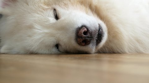 A puppy of a white Samoyed dog on its side slowly falls asleep. The Samoyed dog, sleeping on its side, opens its eyes and falls asleep again.