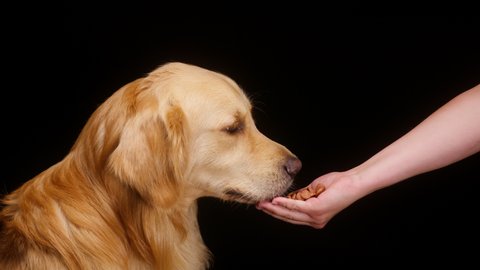 Giving food to golden retriever on black background, gold labrador dog eating treats for animals from hand and sitting close up. Shooting trained domestic pet in studio.