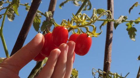 Harvesting of tomatoes. Hands picking tomatoes from the plant. Close up. Agriculture concept.