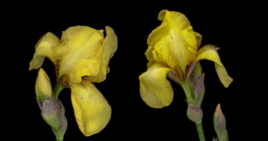 Time-lapse of two yellow iris flowers blooming . macro, easter, spring, holidays concept.