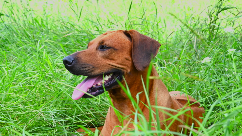 Rhodesian ridgeback dog panting and lying on green grass in hot summer day	 Royalty-Free Stock Footage #1078398803