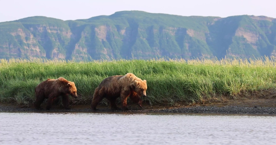 Two brown bears walk together and one stops to relieve itself along a creek in Katmai, Alaska.