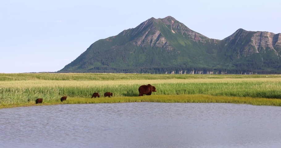 A brown bear sow and her cubs graze on grass in Katmai, Alaska.