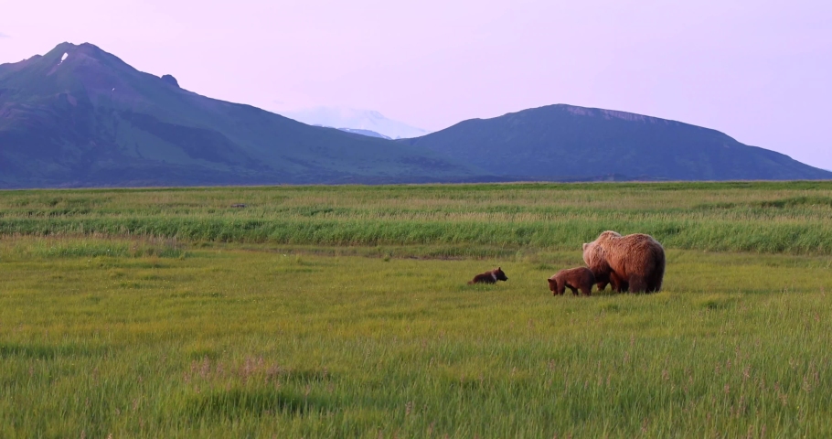A brown bear sow and her cubs graze on grass in Katmai, Alaska.