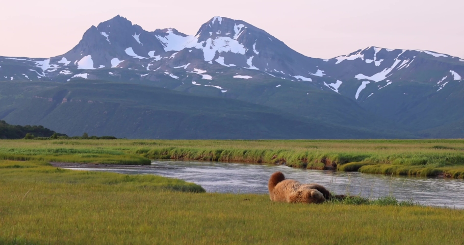 A brown bear sow and her cubs rest along a creek in Katmai, Alaska.