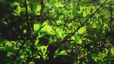 Green leaves as enviromental protection and conservation background. High quality 4k footage