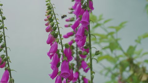 Bee Collects Nectar On Lovely Flowers Of Foxglove (Digitalis Purpurea). - close up