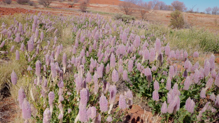a wide shot of pink mulla mulla flowers growing near kata tjuta in uluru-kata tjuta national park of the northern territory, australia