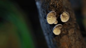 Small mushrooms growing in the forest
