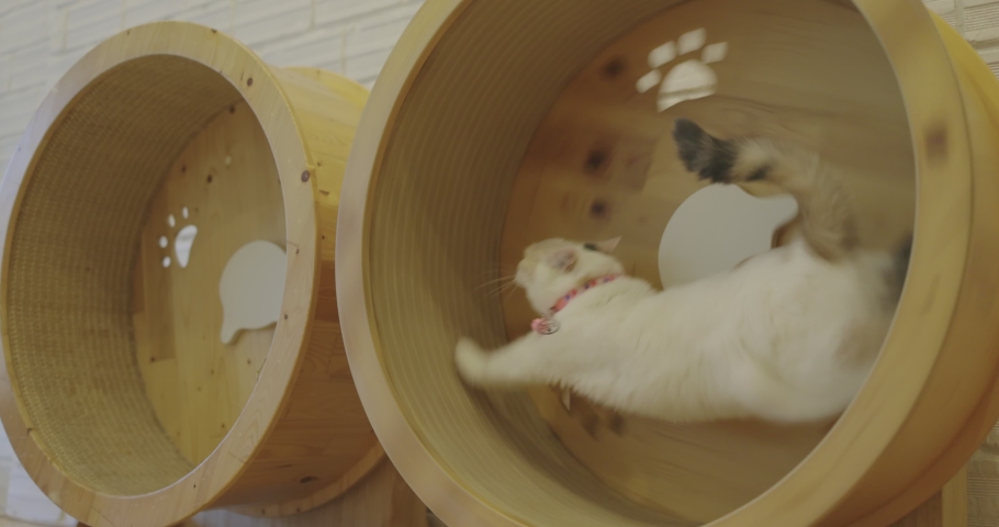 cat wheel video