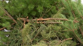 Close-up view 4k video footage of used holiday Christmas green trees laying outdoors on ground. Xmas wastes concept
