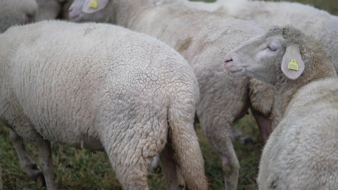 Sheep (Ovis aries): quadrupedal, ruminant mammals, typically kept as livestock are grazing in the field, autumn meadow. Flocking behaviour, resting and chewing their cud