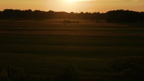 Dark sunset countryside meadow landscape. Close-up view 4k video footage of green grass growing outside, many small insects flying around in air with dramatic back sunlight