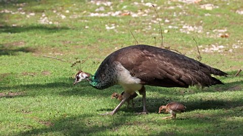 The Indian peafowl mom with little babies. Blue peafowl, Pavo cristatus is a large and brightly coloured bird, is a species of peafowl native to South Asia
