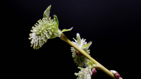 Time Lapse of blooming pussy willow fluffy buds. Close-up time-lapse of spring willow catkins flowers on black background.