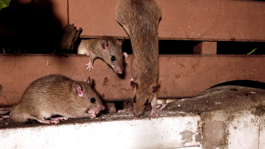 Wild brown rats eat oatmeal in the backyard. High quality 4k footage