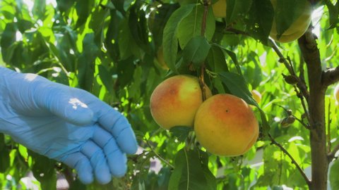 A gardener's hands in protective gloves pluck ripe peaches from a tree. Bright, juicy and ripe fruits. A sunny, summer picture. Artistic glare of the sun from the cross filter on the lens.