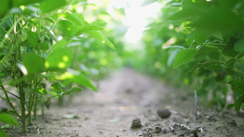 agriculture. soybean plantation a field green bean plant close-up. business agriculture concept. soybean growing vegetables plant care. green field soybean movement. bio agriculture farm Royalty-Free Stock Footage #1078423163