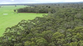 Close up of Angus, murray grey and Dairy cows Eating lush green grass in Australia. filmed with a drone and aerial shots