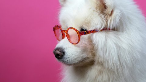 A cute funny dog ​​posing in the camera with glasses, Samoyed dog. White Samoyed dog in red glasses posing on a pink background.