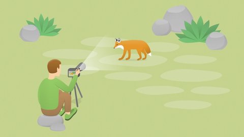 4K Looped animation of an amateur animal photographer takes pictures of a red fox in a meadow
