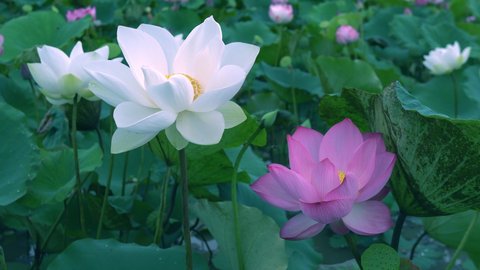 4K footage , white and Pink lotus flower  on green lotus leaf, lotus farm. 