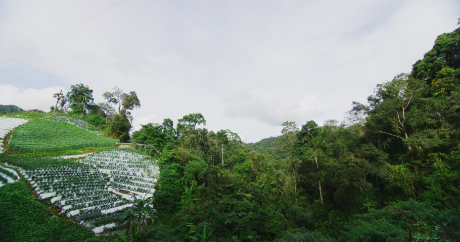 Farmers tending to their crops in Cameron Highlands, Malaysia.