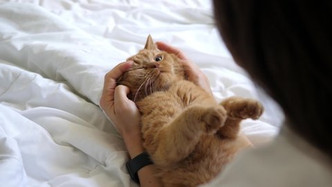 Happy red cat in the arms of the owner and gets a facial massage