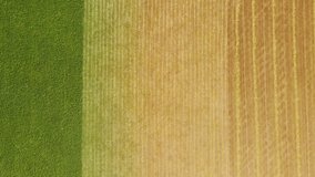 Harvested fields of wheat in summer season. Aerial drone view. Top down view. Abstract nature background. 4k
