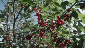 Red sour cherry tree branch with pair of tasty fruit on wind. Close-up cherry tree branches and fruit