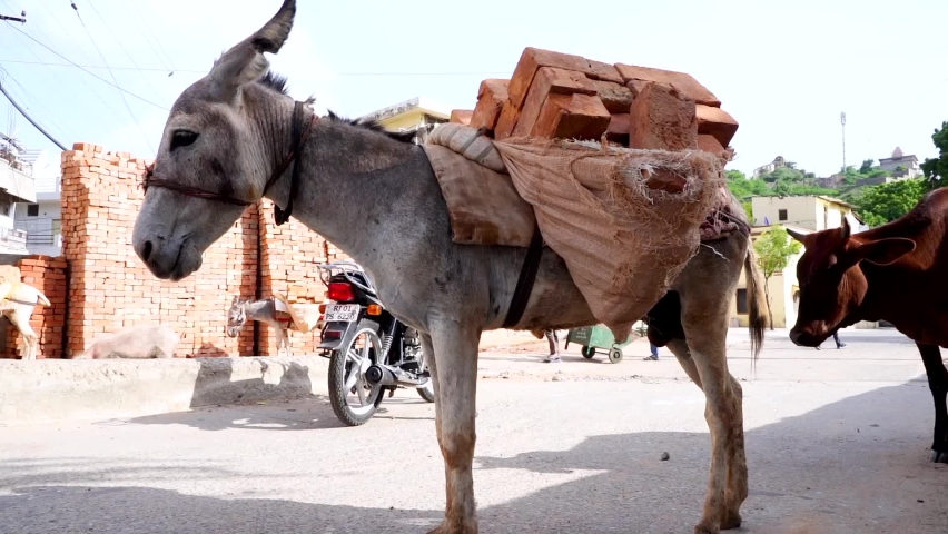 194 Donkey Carrying Load Stock Video Footage - 4K and HD Video Clips |  Shutterstock