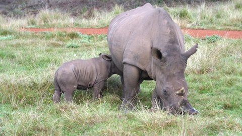 white rhinoceros calf feeds from mother