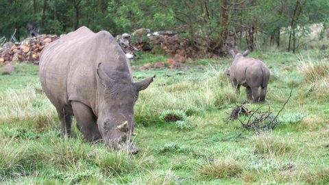 mother white rhinoceros grazes with calf in the background