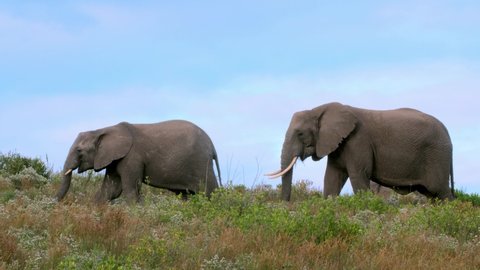 African elephants walk across a fynbos covered hill