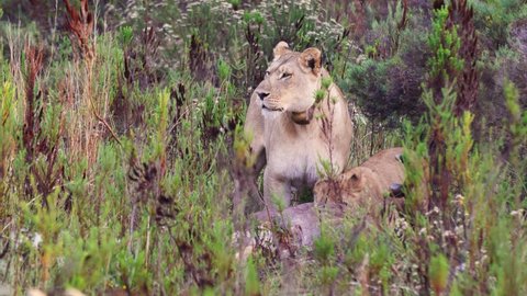 Lioness with tracker on neck gets annoyed by her cub over kudu kill