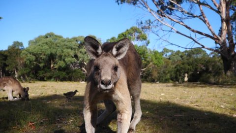 Grey Kangaroo in Slow Motion
