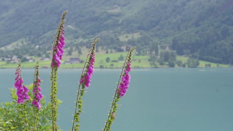 Common Foxglove Plants Blooming At The Shore Of Lake Oldevatnet In Olden, Norway. static