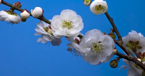 Time-lapse video of white plum blossoms in bloom. Blue background