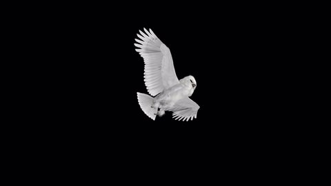 Snow Owl - Flying Cycle - Down Angle View - 3D Animation Loop - Alpha Channel