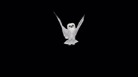 Snow Owl - Flying Over Screen From Top - 3D Animation Transition - Alpha Channel