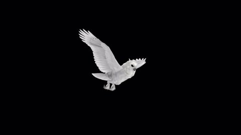 Snow Owl - Flying Cycle - Side Angle View - 3D Animation Loop - Alpha Channel
