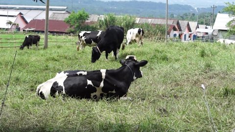 a herd of Holstein Friesian cattles in a meadow at BBPTU Baturraden, Mount Slamet, Indonesia