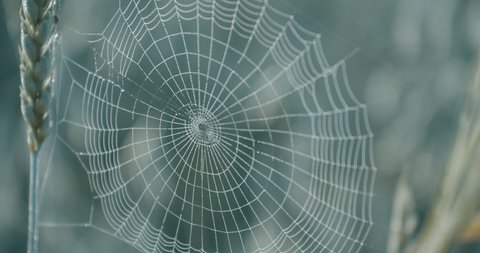 Beautiful Spider Web Sways in Wind.Forest. The Wilderness. Spider Wove A Web for Catching Insects. Spikelet. Grass. Early Morning. Beautiful Pattern. Wildlife. Spider. Web Threads. Natural Wonders