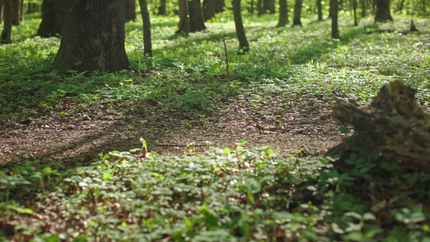A cyclist is riding along a forest path. He is going around a fallen tree. The camera is focused on the bike. The sun is shining brightly. 4K