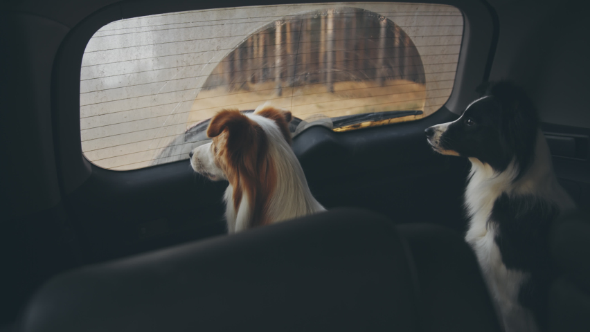 Two boarder collie dogs sitting in the car and look at the window. Animals travel together with their owners. Cute doggies during road trip. Travel, pet, lifestyle concept. Royalty-Free Stock Footage #1078474829